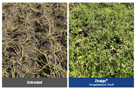 2024 field trial photos showing the impact of Zivalgo insecticide when protecting against Colorado potato beetle feeding damage.