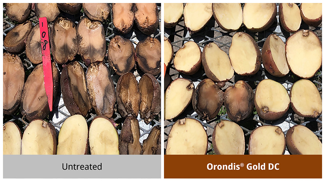 Excellent Control of Pink Rot in Potatoes