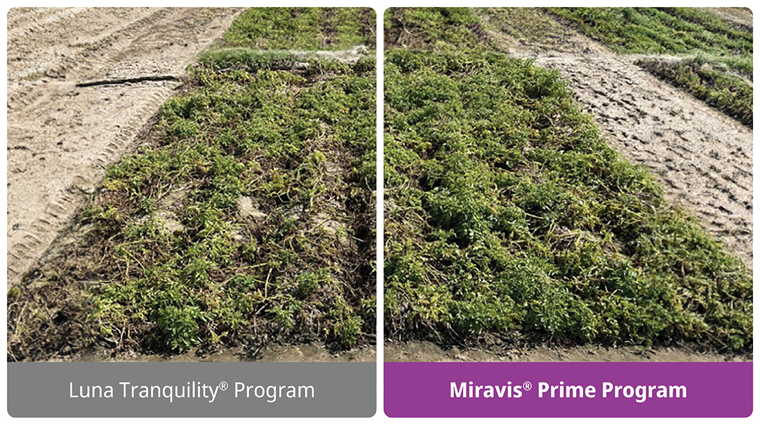Miravis Prime Delivers Excellent Control of Early Blight in Potatoes