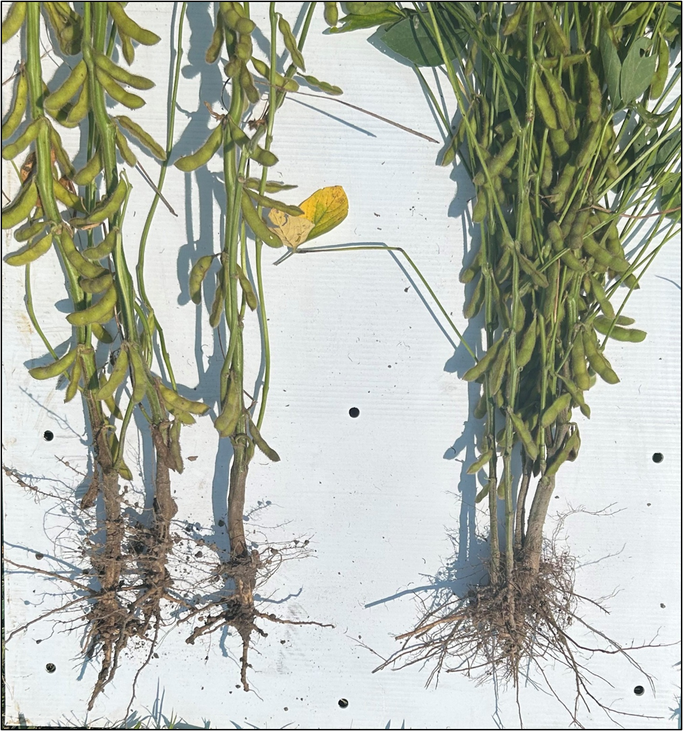 Soybean plant and roots