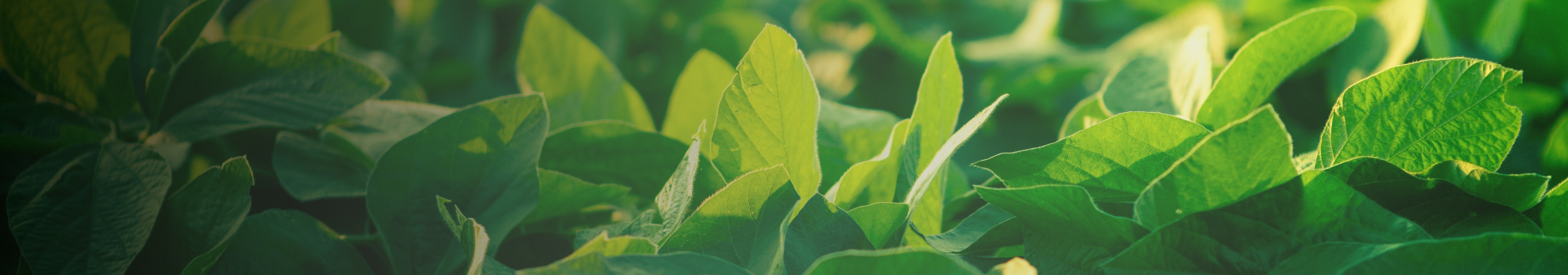 soybean-trait-banner