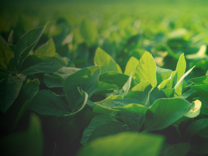 soybean-trait-banner