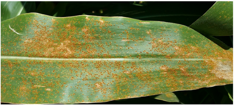Corn leaf showing Southern rust infection on the upper surface of a corn leaf