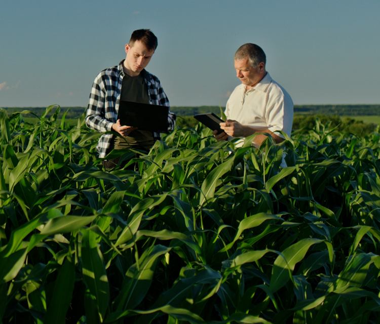 Two men reviewing a tablet and clipboard together in a green corn field