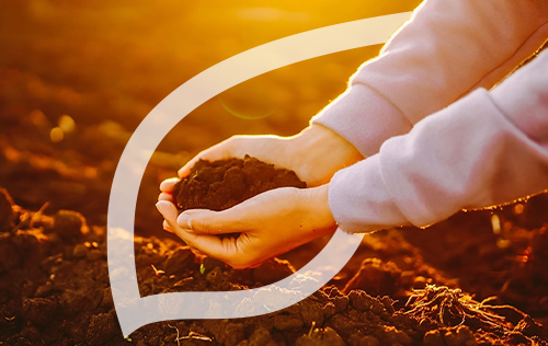 Cupped hands holding a mound of soil in a field at sunset
