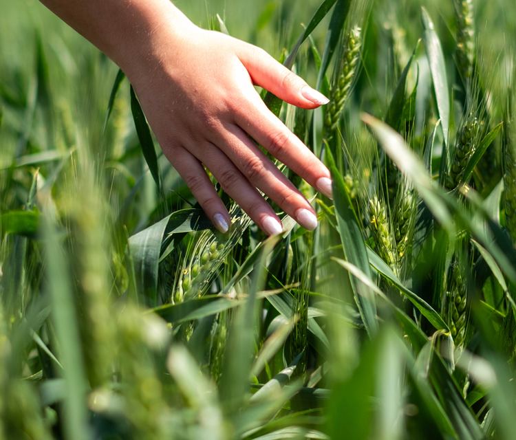 A hand brushing across the tops of green wheat plants
