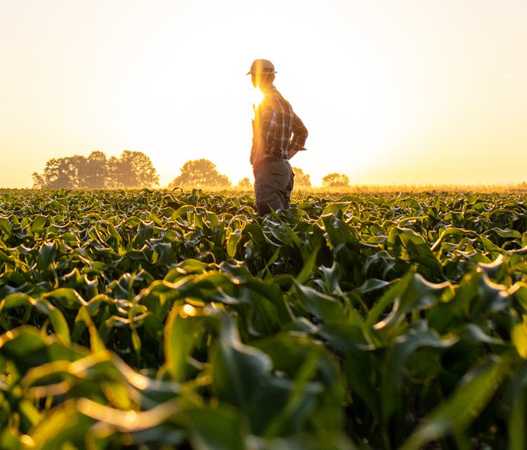 A farmer standing in a green corn field at sunrise, with grain bins in the distance