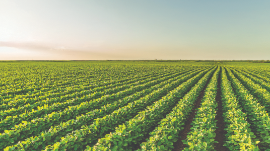 Rows of Enlist E3 Expance Soybeans