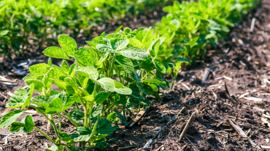 Close up on a row of Enlist E3 Expance Soybeans