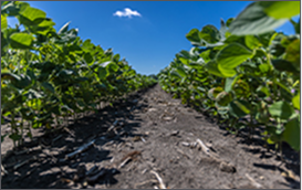 Weed Resistance Management