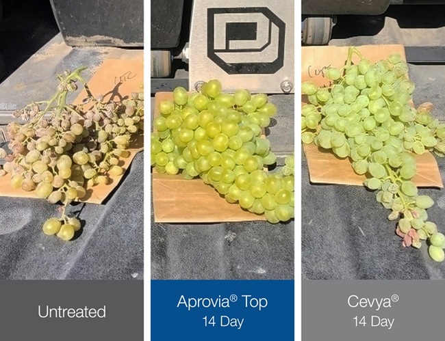 Photo comparing untreated grapes to those treated by Aprovia Top versus Cevya