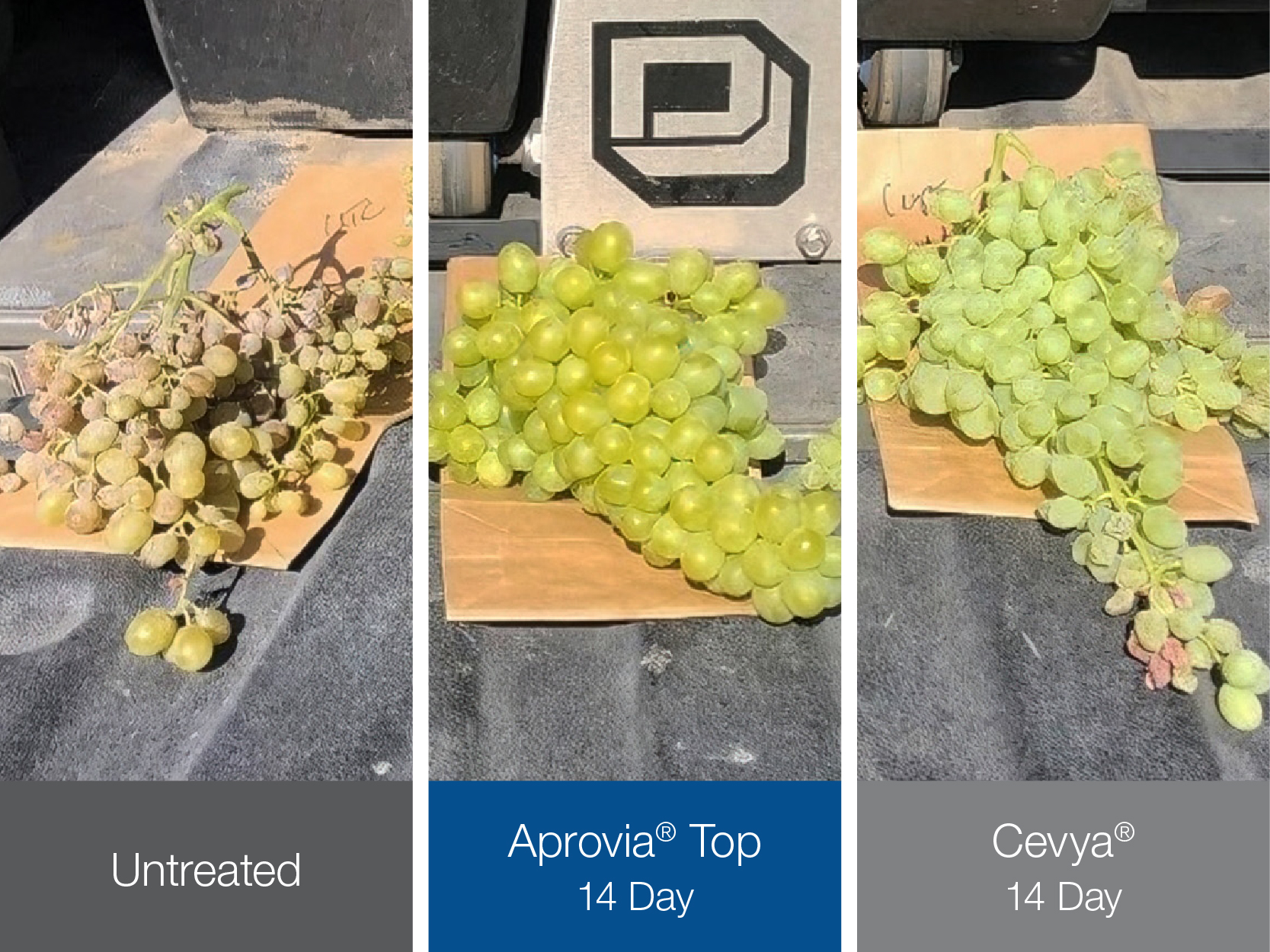 Photo comparing untreated grapes to those treated by Aprovia Top versus Cevya