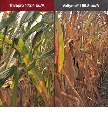 Trivapro provides broad-spectrum disease control in MO.