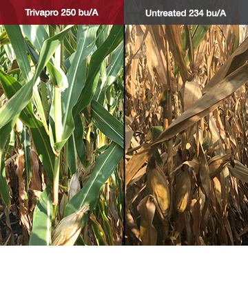 Trivapro works harder in IL, increasing yield up to 46 to 77 bu/A across 3 different hybrids.