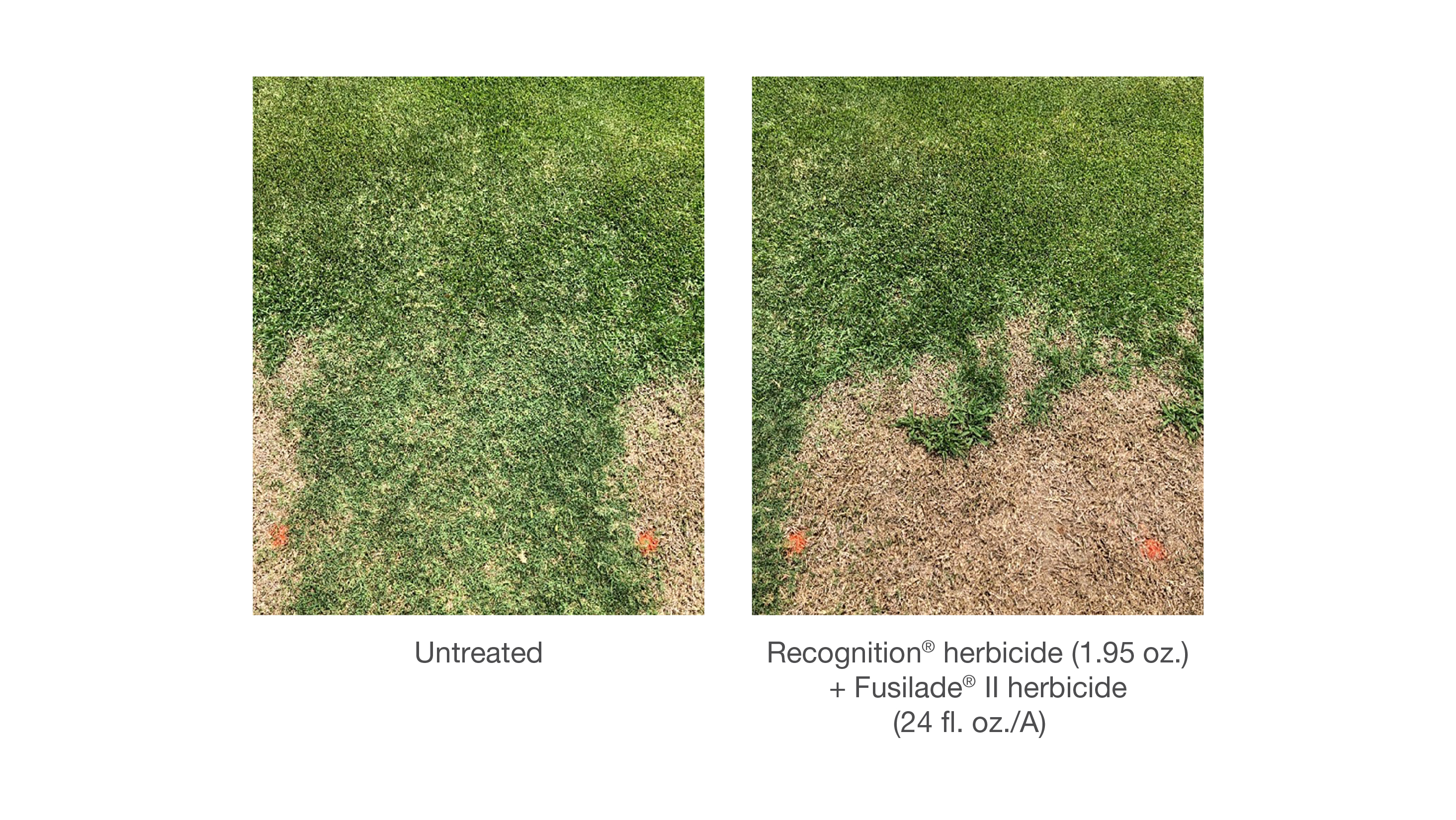 Recognition Herbicide | GreenCast | Syngenta