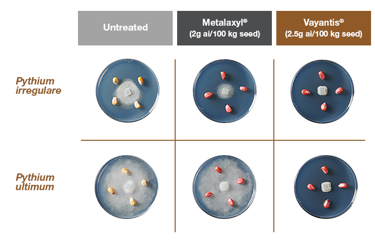 Better Protection Against a Wider Spectrum of Pythium Spp in Corn