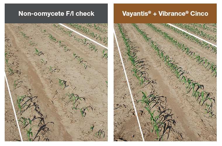 More Robust, Uniform Plant Stands in Corn