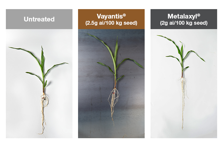 A Healthier Root System in Corn