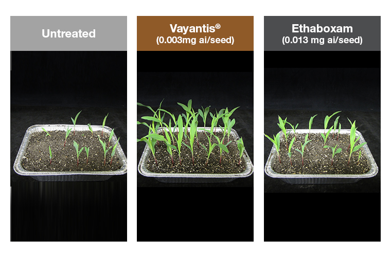 Pythium Protection in Cereals