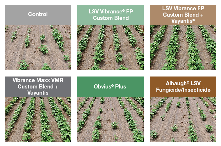 Enhanced Plant Emergence in Dry Beans