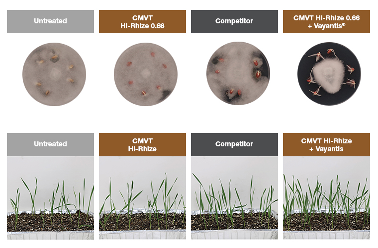 Pythium Protection in Cereals