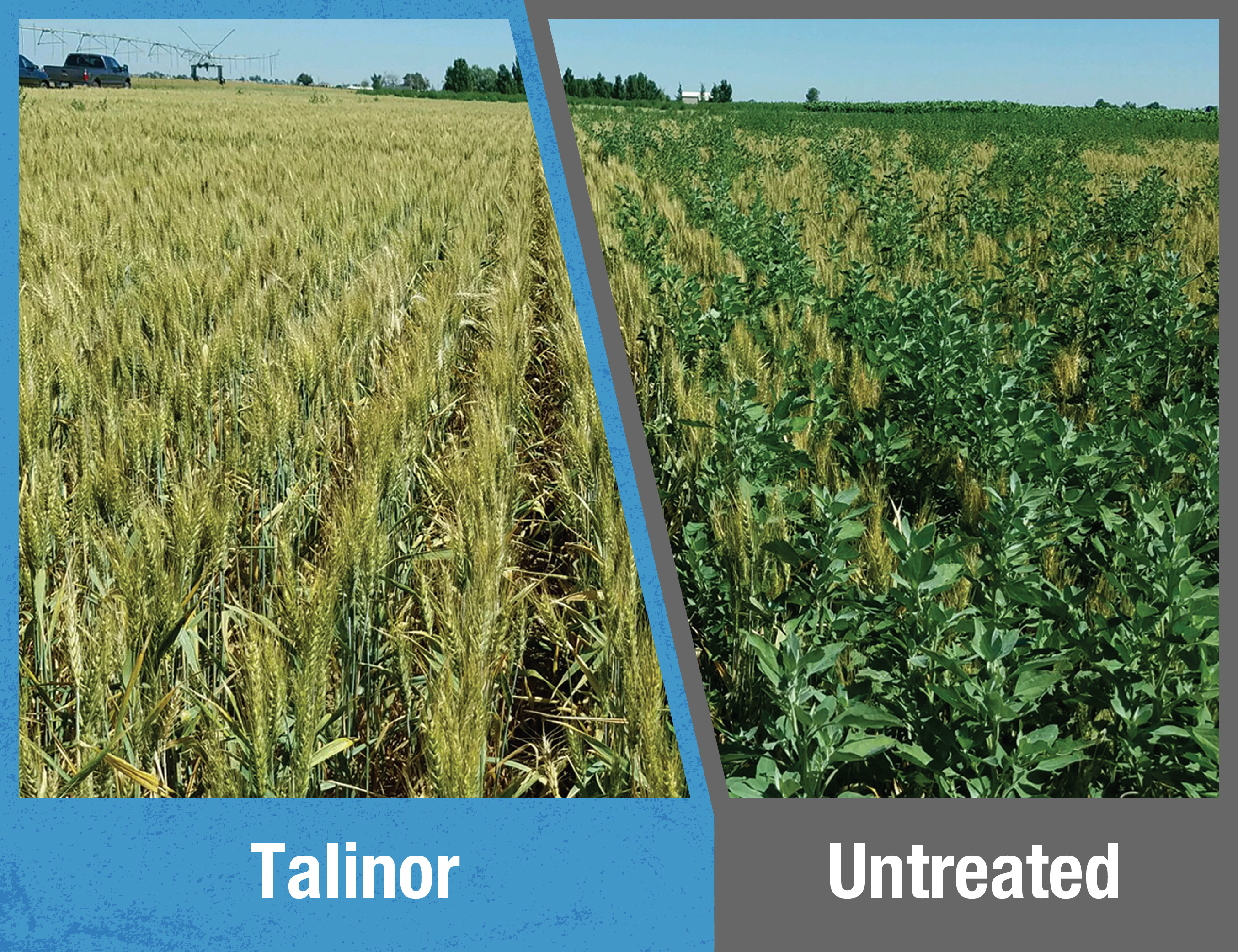 Talinor Broadleaf Control in the Field
