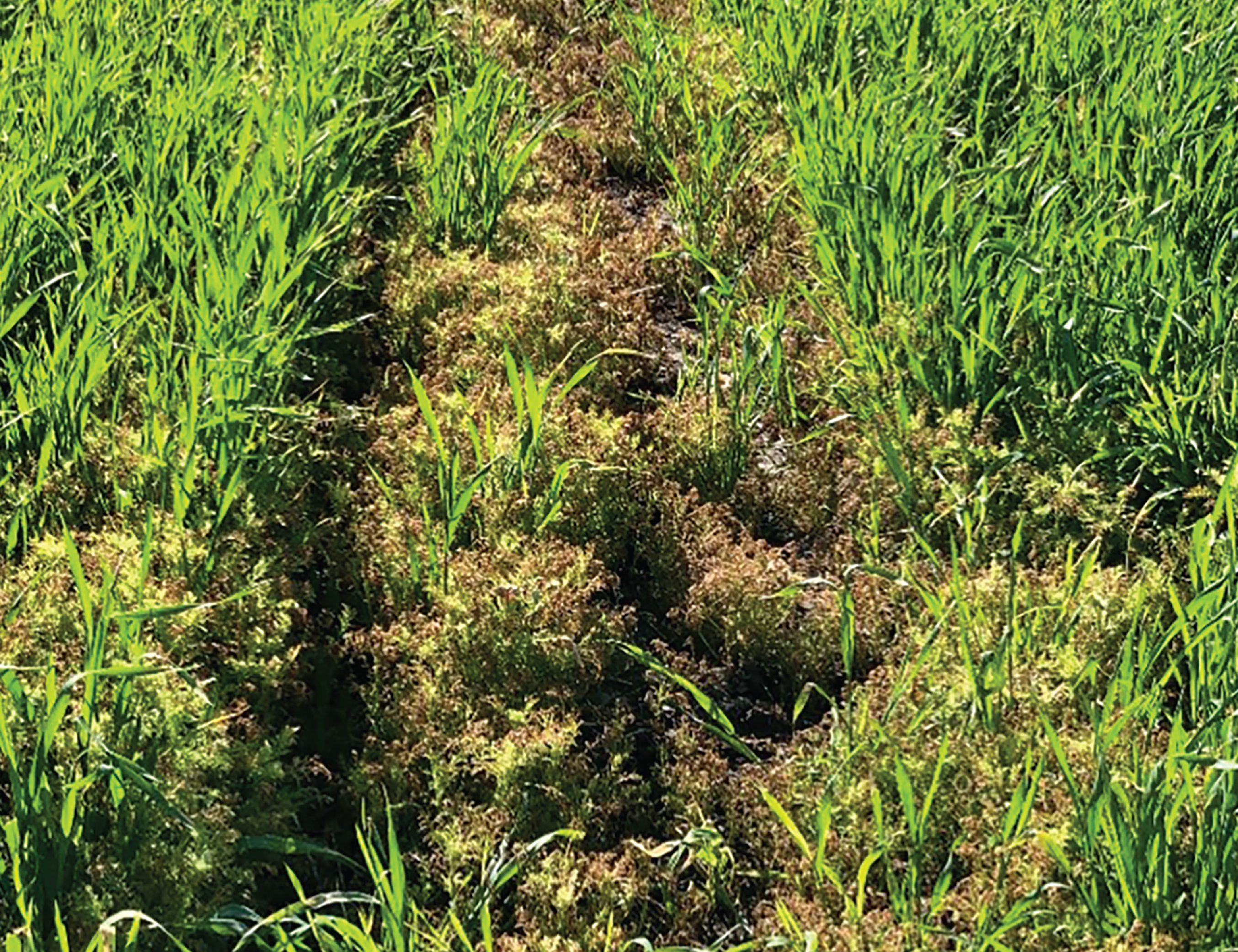 Mayweed Chamomile Control with Talinor