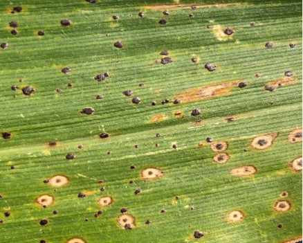 Close-up of the fungus Phyllachora maydis, which causes tar spot on corn.