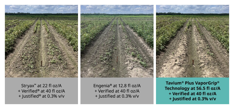 Stryax™ at 22 floz/A + Verified @ 40floz/A + Justified at 0.3% v/v. | Engenia® at 12.8 floz/A + Verified at 40floz/A + Justified at 0.3% v/v. | Tavium® Plus VaporGrip® Technology at 56.5 floz/A + Verified at 40 floz/A + Justified at 0.3% v/v.