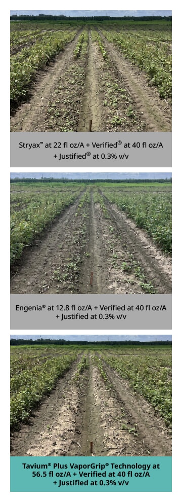 Stryax™ at 22 floz/A + Verified @ 40floz/A + Justified at 0.3% v/v. | Engenia® at 12.8 floz/A + Verified at 40floz/A + Justified at 0.3% v/v. | Tavium® Plus VaporGrip® Technology at 56.5 floz/A + Verified at 40 floz/A + Justified at 0.3% v/v.