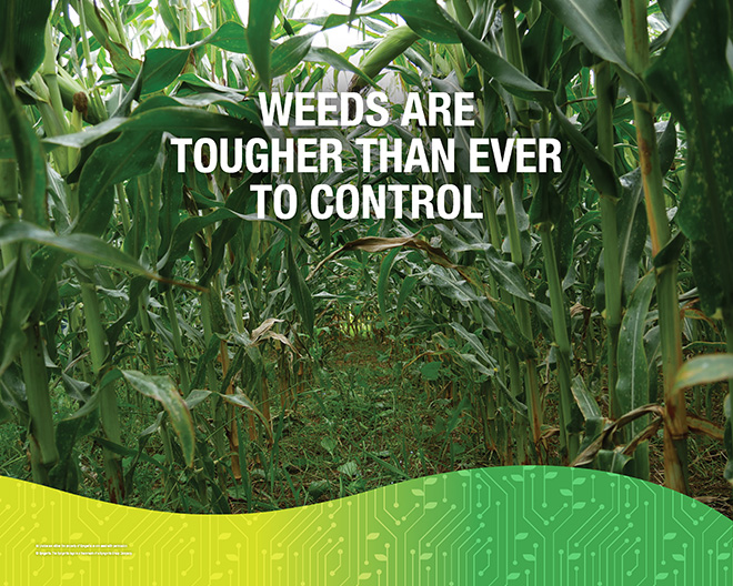 Weeds are tougher than ever to control