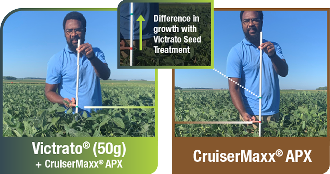 Photo showing the taller, healthier soybeans treated with a combination of Victrato with CruiserMaxx APX seed treatment vs. CruiserMaxx APX alone in a field with Soybean Cyst Nematode, Sudden Death Syndrome (Fusarium virguliforme) and Red Crown Rot (Calonectria ilicicola).