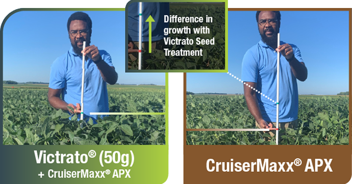 Photo showing the taller, healthier soybeans treated with a combination of Victrato with CruiserMaxx APX seed treatment vs. CruiserMaxx APX alone in a field with Soybean Cyst Nematode, Sudden Death Syndrome (Fusarium virguliforme) and Red Crown Rot (Calonectria ilicicola).