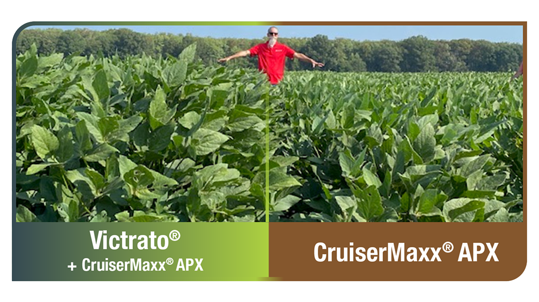 In-field photo shows taller, healthier soybeans with Victrato seed treatment than the base seed treatment CruiserMaxx APX alone under root knot nematode pressure.