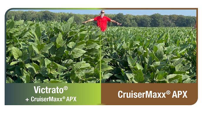 In-field photo shows taller, healthier soybeans with Victrato seed treatment than the base seed treatment CruiserMaxx APX alone under root knot nematode pressure.