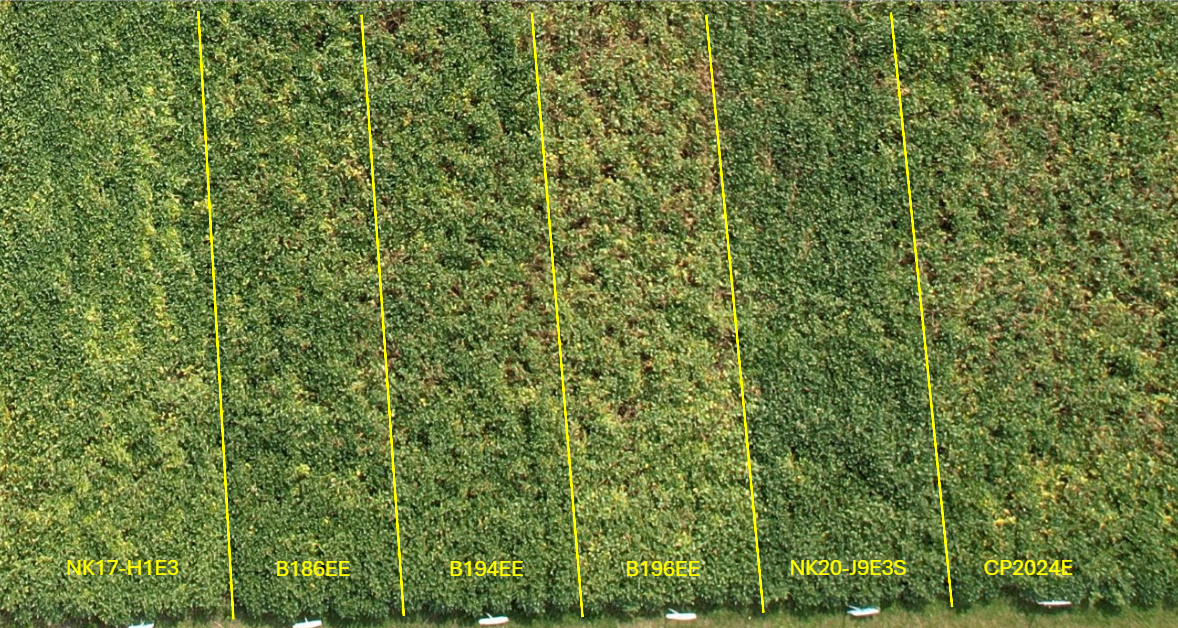 NK soybean portfolio white mold comparison