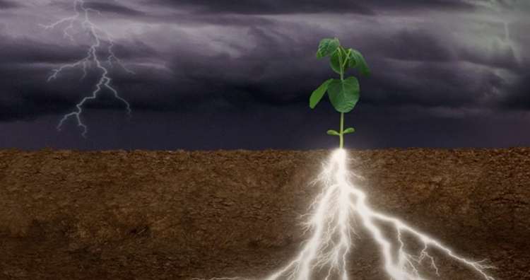 A plant with lightning as its roots