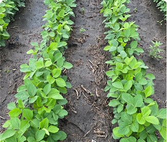 Acceleron® Standard F/I | 72.4 bu/A | 125,453 plants/A