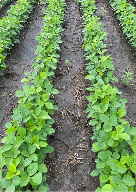 Acceleron® Standard F/I | 72.4 bu/A | 125,453 plants/A