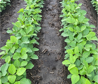 CruiserMaxx® APX | 76.9 bu/A | 149,846 plants/A