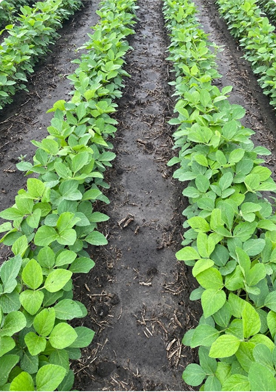 CruiserMaxx® APX | 76.9 bu/A | 149,846 plants/A
