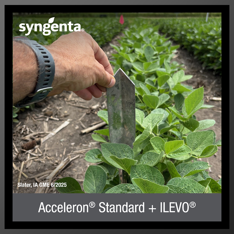 Acceleron Standard + Ilevo
