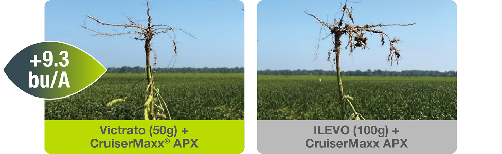 King of Nematode Protection