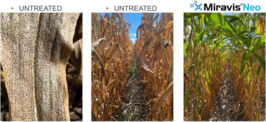 tar spot symptoms on untreated corn; greener corn treated with Miravis Neo