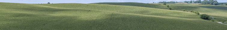 Green Rolling Fields