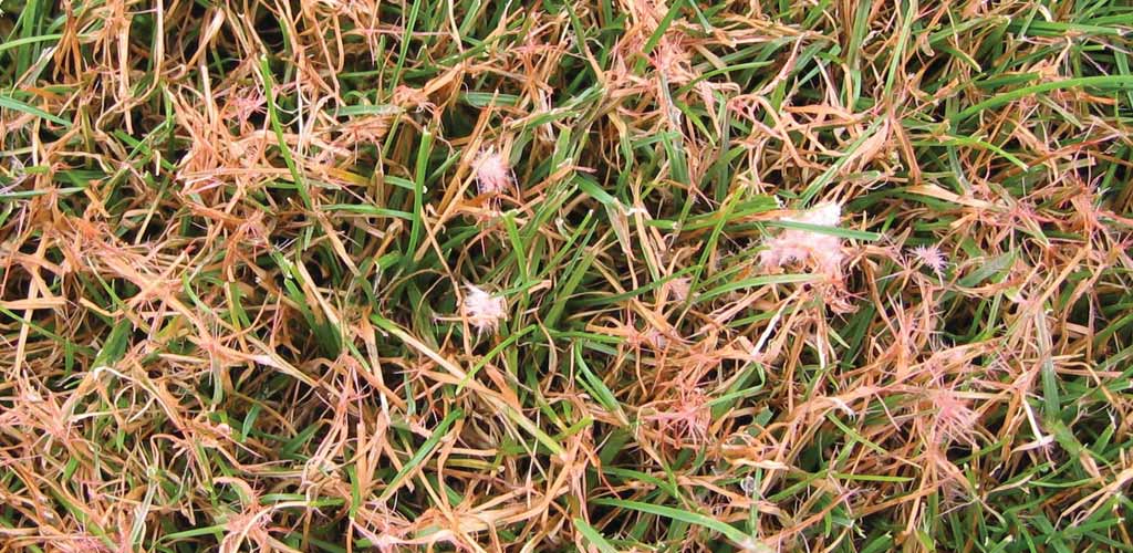 Touffes ressemblant à de la barbe à papa et sclérotes gélatineux roses de fil rouge.