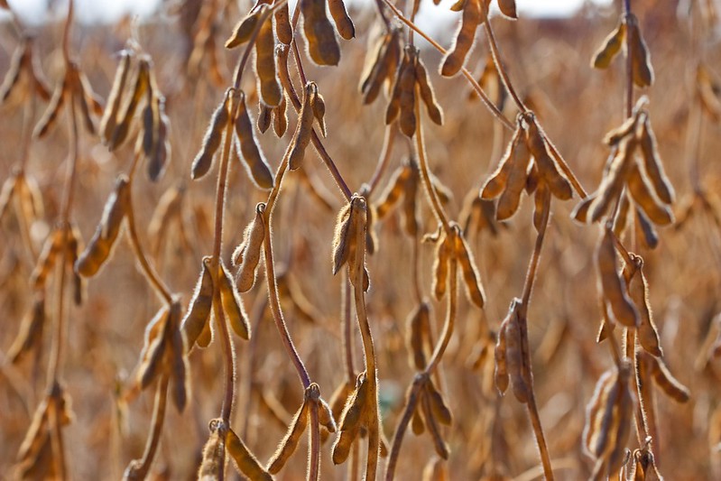 harvest ready pods