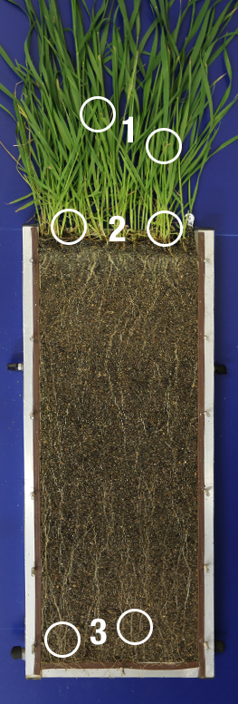 CruiserMaxx Vibrance Cereals