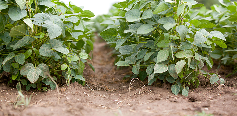 soybeans on sandy soil