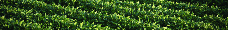 Closeup of green soybean rows